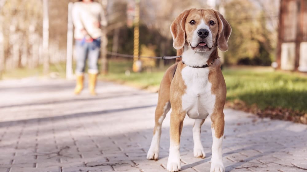 Bellerei Hundezubehör DE